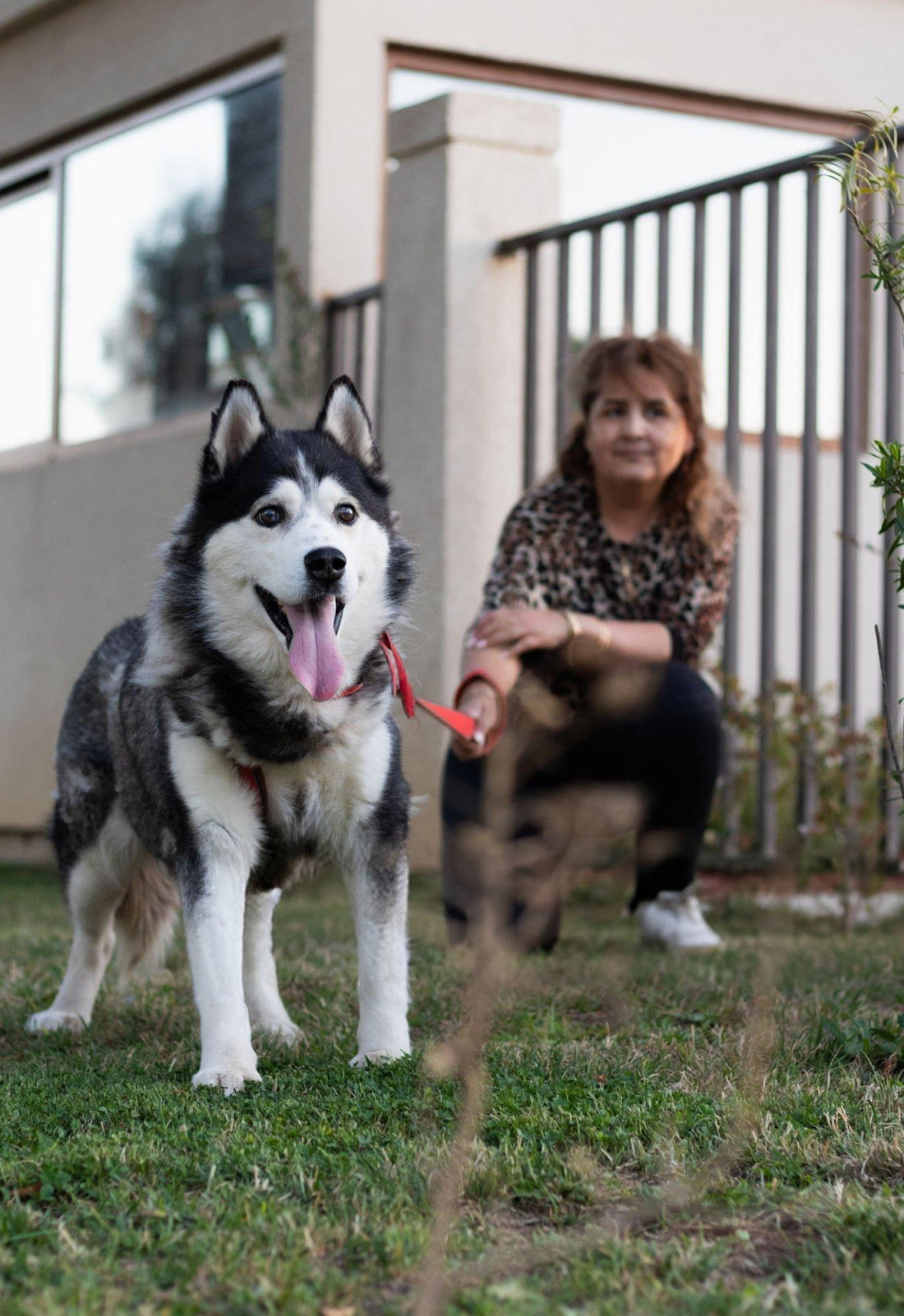 The $3,000 Vet Bill That Changed Everything: Why Smart Pet Parents Are Going Proactive